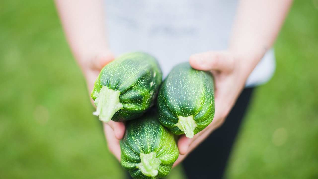 zucchine tossiche