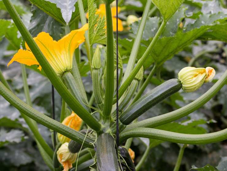 zucchine tossiche