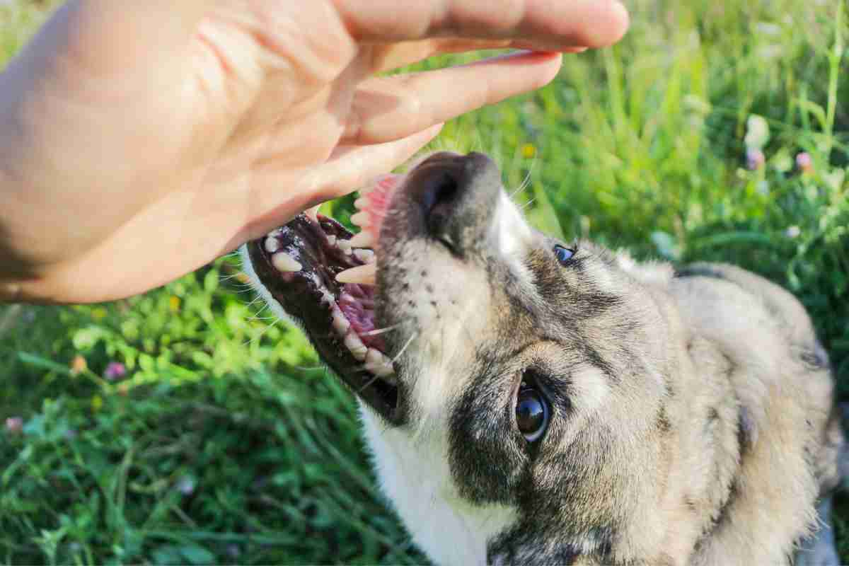 Morso del cane