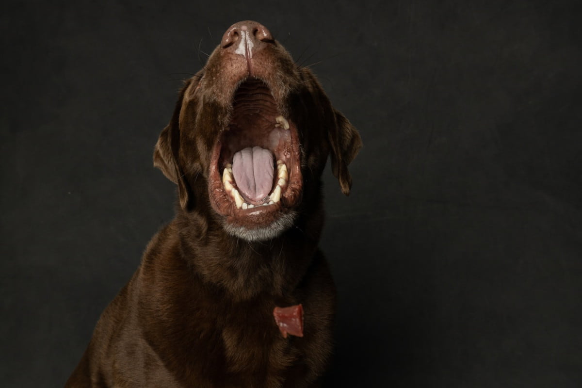 cane sbadiglia non sonno