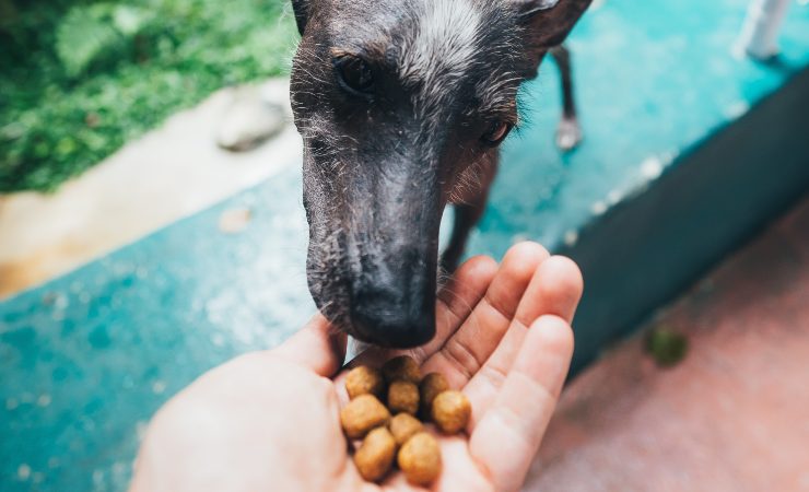 Cane alimenti pericolosi