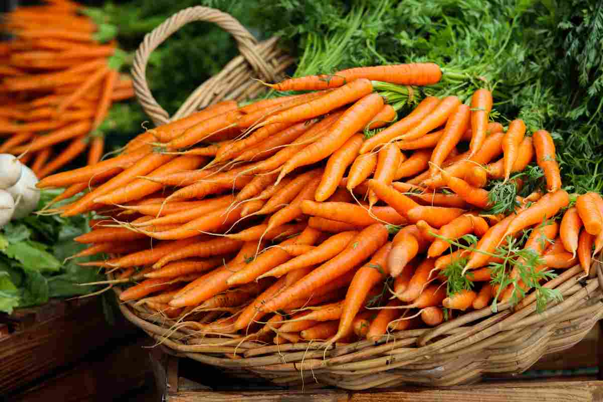 Colore carote