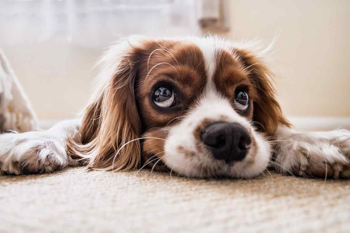 Cani: uno studio ha dimostrato quanto questa “cattiva” abitudine possa fare male