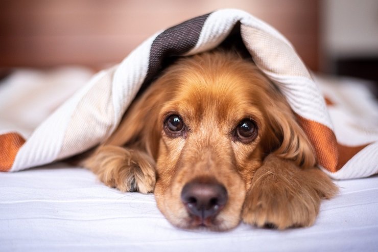 Cani: uno studio ha dimostrato quanto questa “cattiva” abitudine possa fare male