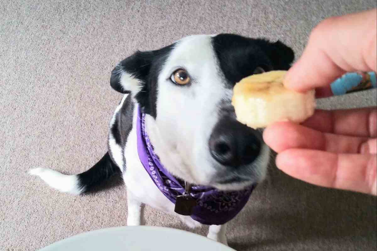 Dieta casalinga cani