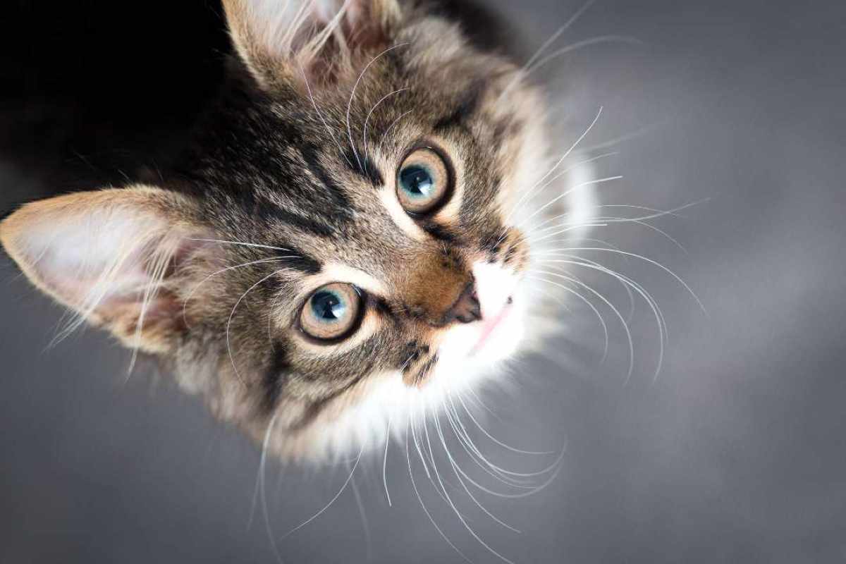 Gatti, perché mangiano i cuccioli? - CrMag.it 