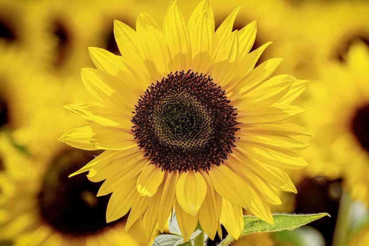 Girasole - CrMag.it