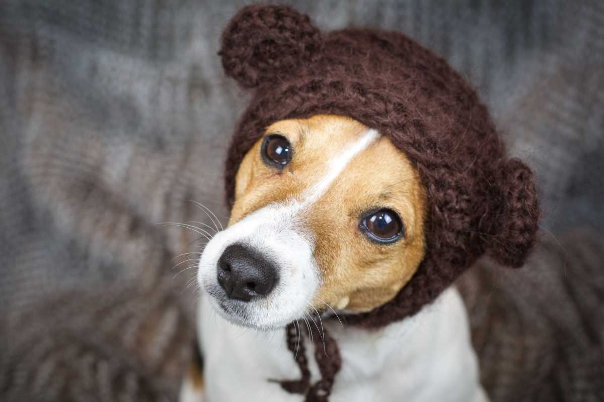 orso cane cucciolo