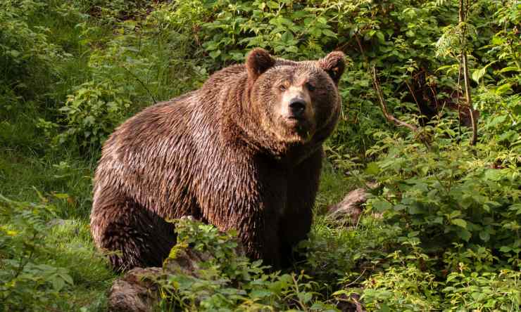 storia orso cane