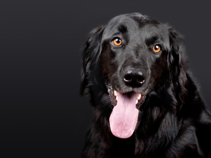 Il motivo per cui il cane ha la lingua fuori