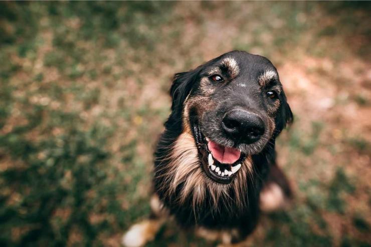 Cani, pericolo processionaria: ecco a cosa si deve stare attenti