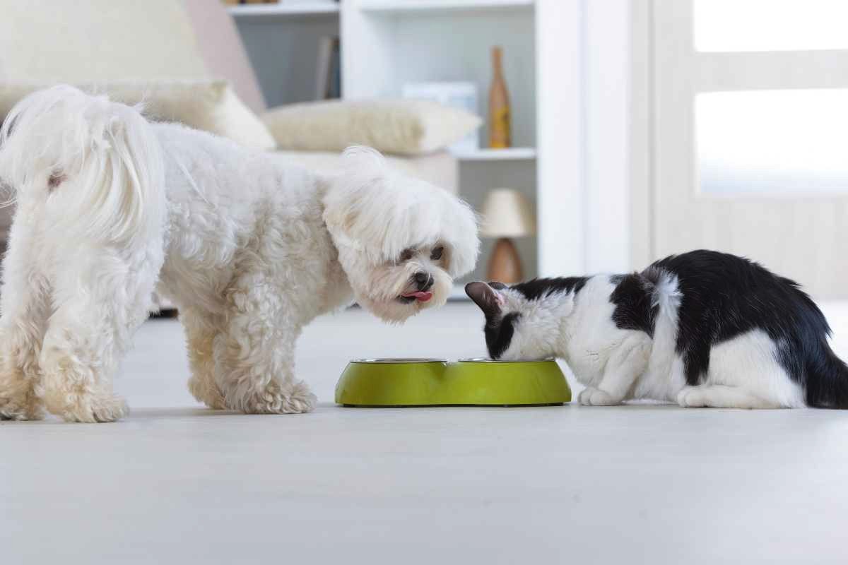 Cani e gatti vegetariani: attenzione