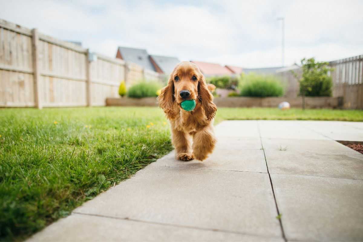 Giochi rischiosi cane