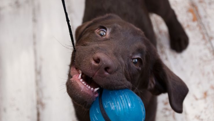 Cane giochi sbagliati