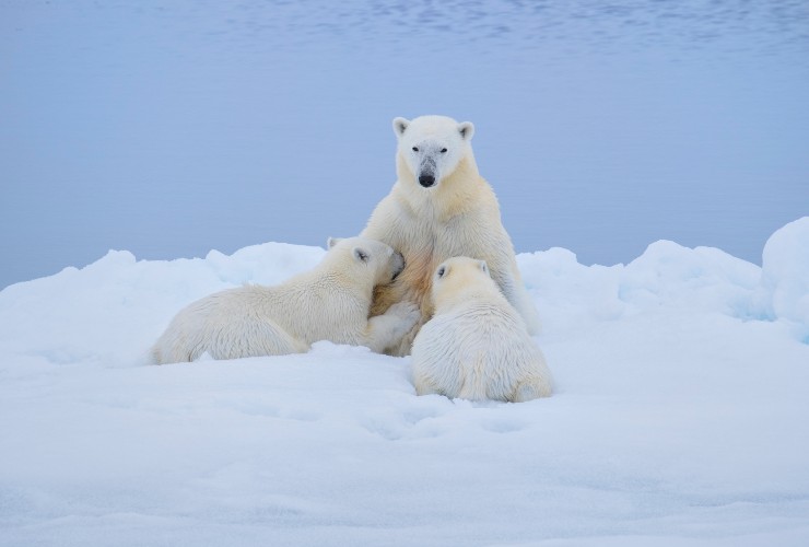 Gli orsi polari scelgono la loro anima gemella in base a questa parte del corpo