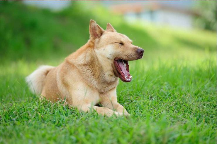 Perché il cane sbadiglia