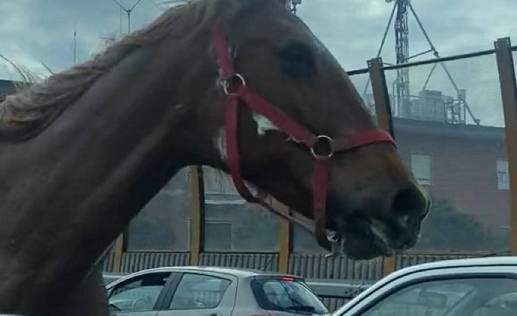 Controlli microchip del cavallo in tangenziale: scoperto il proprietario