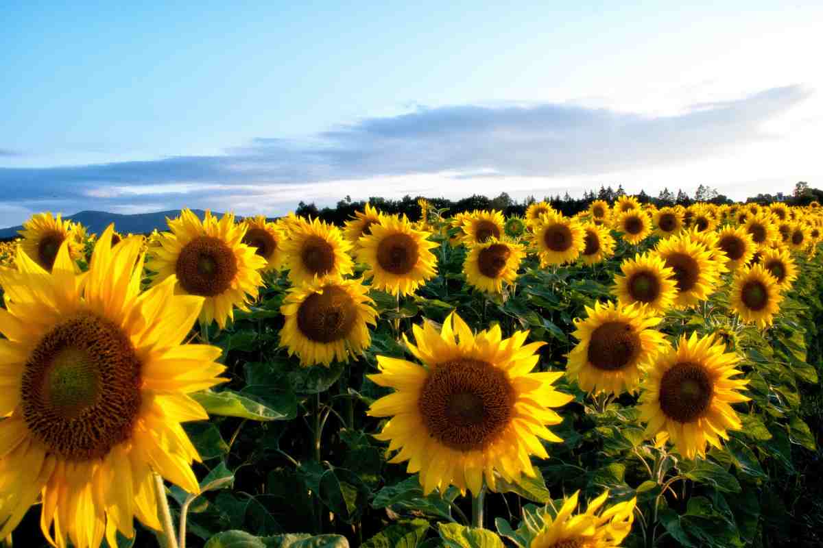 Fiori romantici in primavera