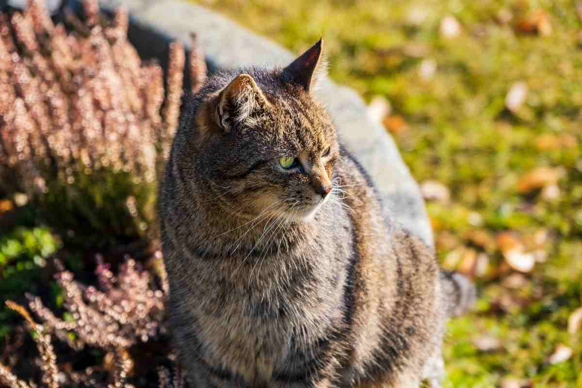 tenere lontani i gatti dal giardino