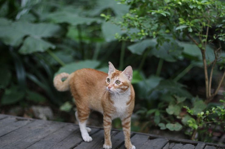 tenere lontani i gatti da casa