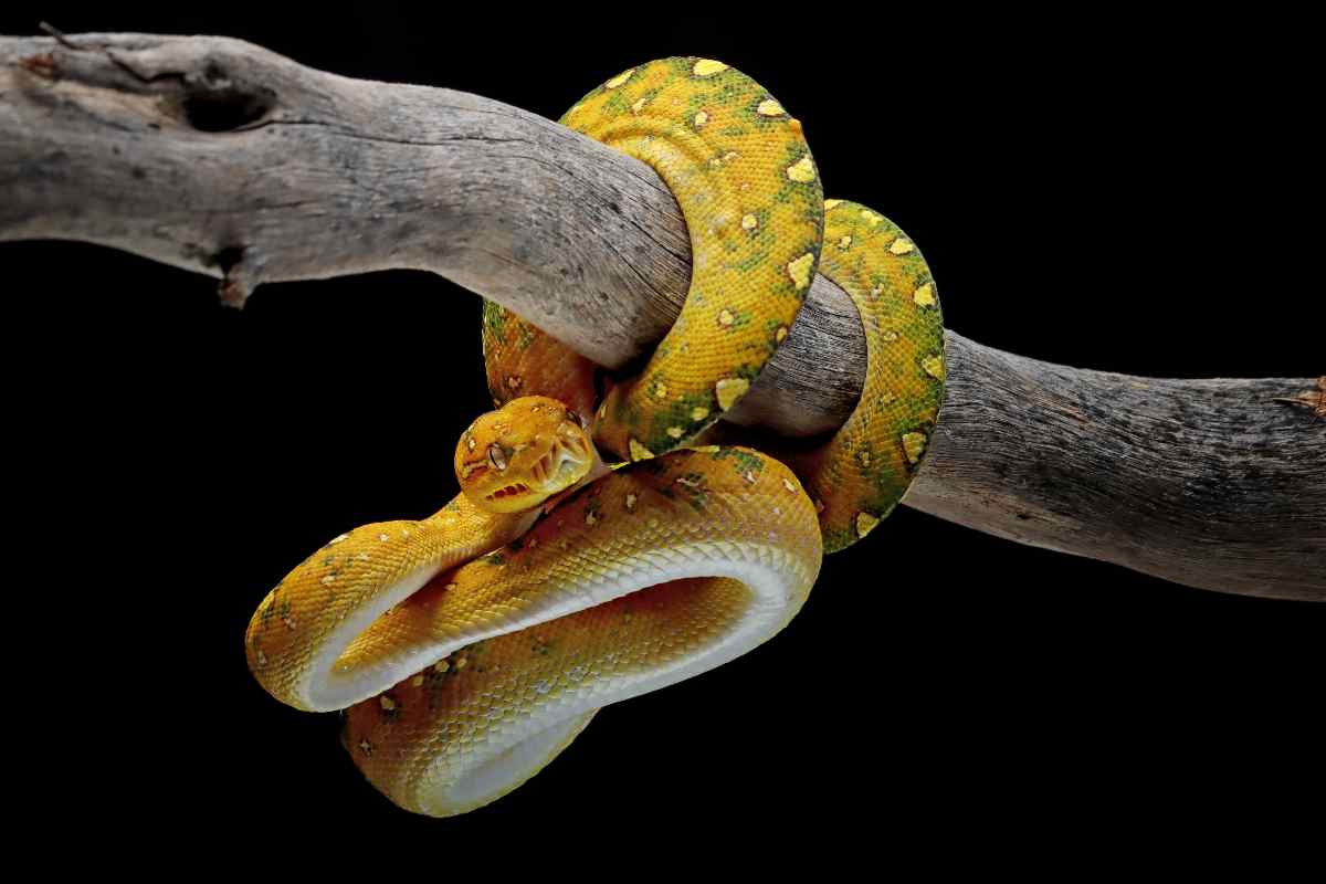 I serpenti femmina