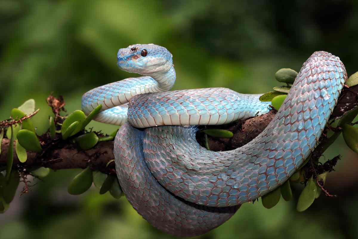 Il clitoride dei serpenti